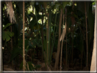 foto Flora e la Fauna alle Seychelles